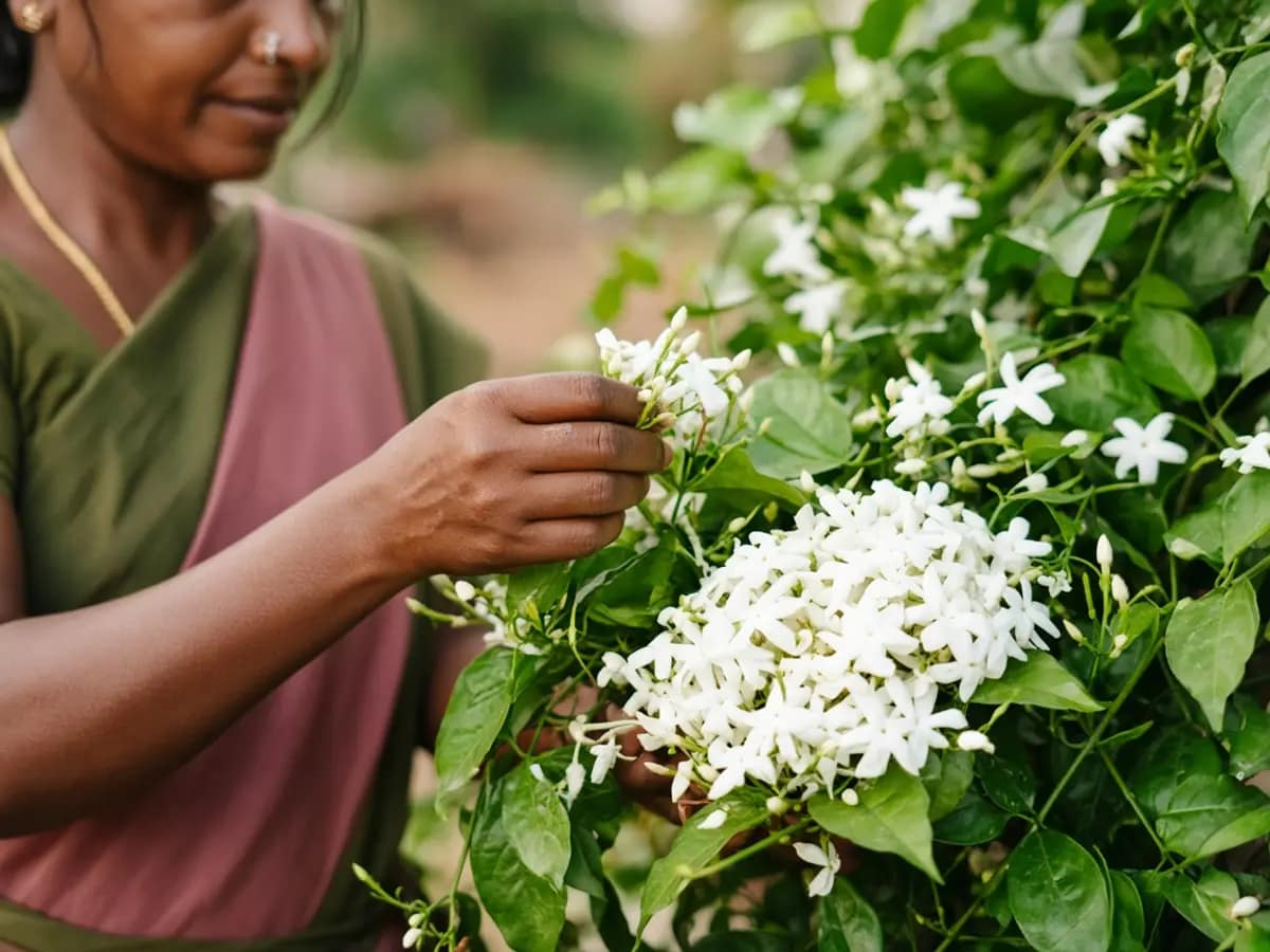 Fresh Madurai Malli jasmine being sourced from Tamil Nadu growers